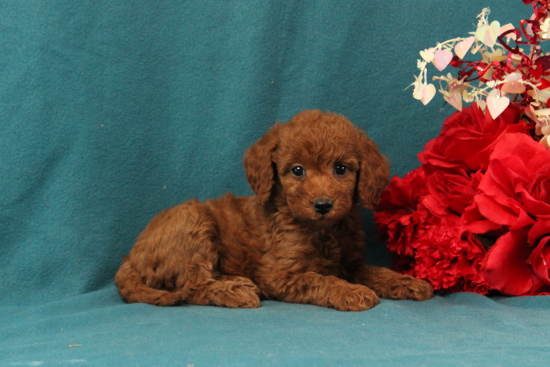 puppy, for, sale, Mini Goldendoodle F1BB, Matthew B. Stoltzfus, dog, breeder, Gap, PA, dog-breeder, puppy-for-sale, forsale, nearby, find, puppyfind, locator, puppylocator, aca